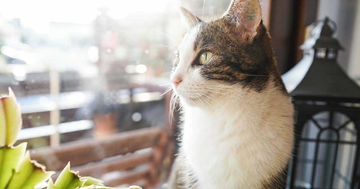 The 10 most pet-friendly cities for renters