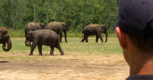 A herd of former Ringling Bros. circus elephants retired to Florida. This is their beautiful new home.