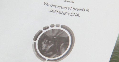 I-Team: How accurate are pet DNA tests? We sent one lab a swab from a human