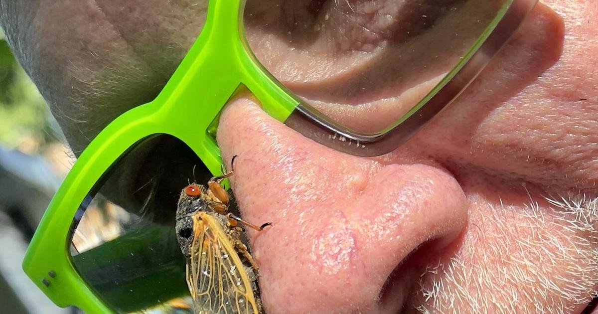 Brood X cicadas emerge after 17 years to swarm the Northeast (Warning: Graphic images)