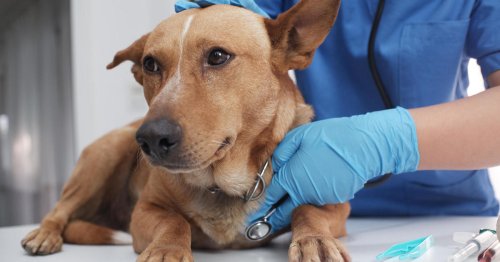 Hundreds of dogs sickened with mysterious, potentially fatal illness in several U.S. states