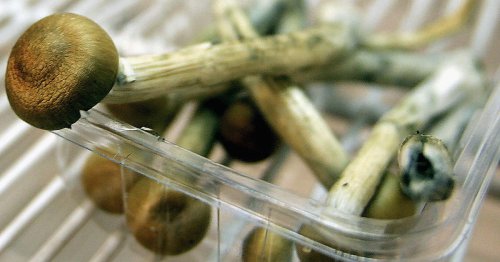 New research shows properties in magic mushrooms could have long-lasting benefits to treat depression