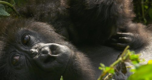 Mountain gorillas of Rwanda making a comeback