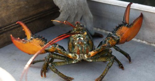 Maine lobster industry sues Monterey Bay Aquarium over do not eat listing