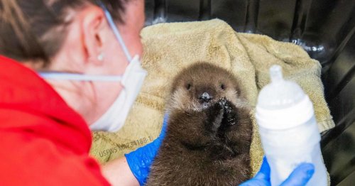 Orphaned newborn otter rescued after deadly orca attack: "The pup started crying out for its mother"