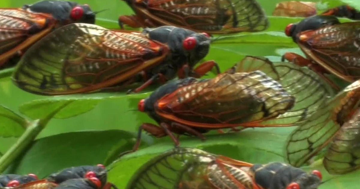The return of the cicadas