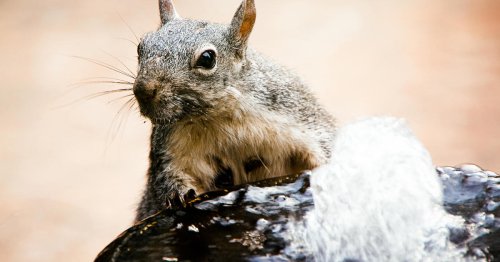 Western gray squirrels are now considered endangered in Washington state: "Seriously threatened with extinction"