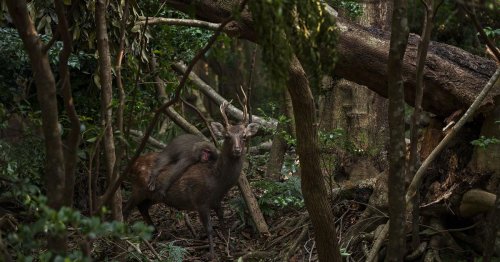 Photographer captures monkey "enjoying a free ride" on the back of a deer in Japanese forest