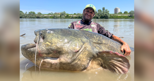 See the 'monster' catfish nearly the size of a cargo van that was caught in Italy