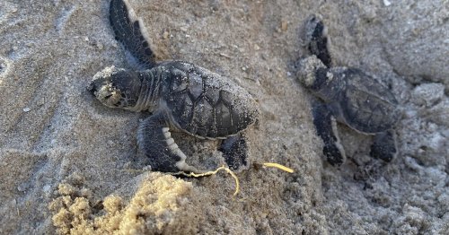 Sea turtle nests break records on Florida, US beaches