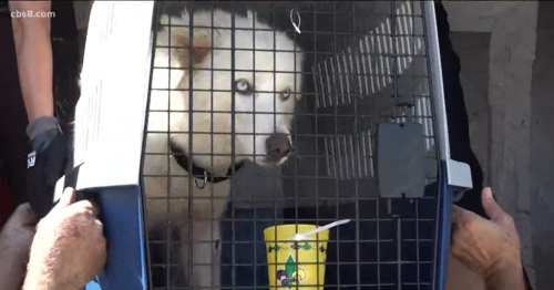 Plane carrying dozens of adoptable pets arrives in California to avoid Hurricane Ida