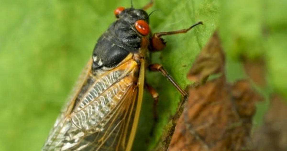 Video: Trillions of cicadas as loud as lawnmowers emerge in 15 states