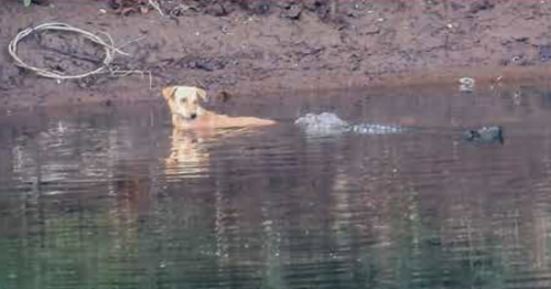 3 crocodiles "could have easily devoured" a stray dog in their river. They pushed it to safety instead.