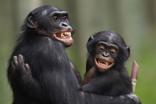 Male Bonobos, Close Human Relatives Long Thought to Be Peaceful, Are Actually Quite Aggressive, Study Suggests