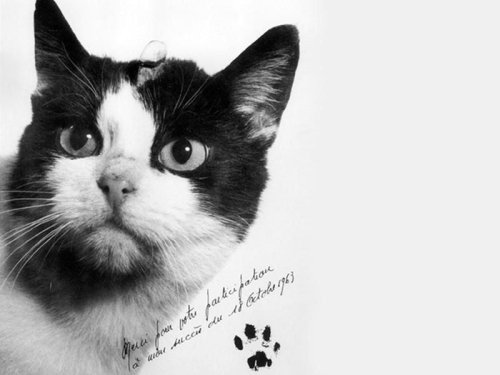 Félicette, the First Cat in Space, Finally Gets a Memorial