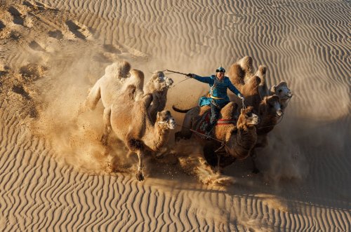 See 15 remarkable photographs of camera-ready camels