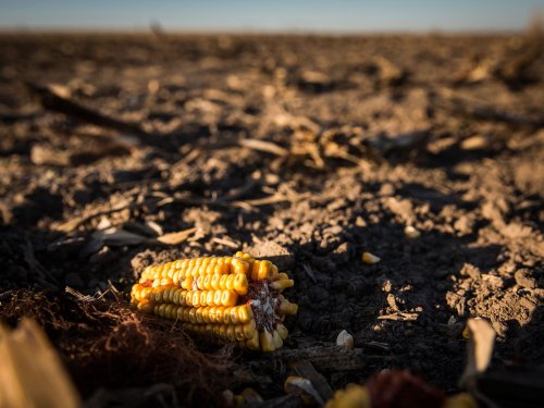 The Nation's Corn Belt Has Lost a Third of Its Topsoil