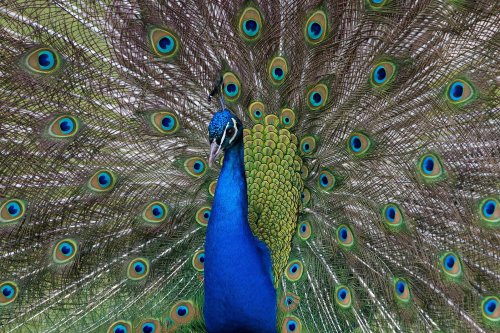 Can peacock vasectomies save this Florida town?