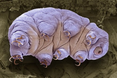 How Are Tardigrades So 'Indestructible?' Scientists Finally Have an Explanation