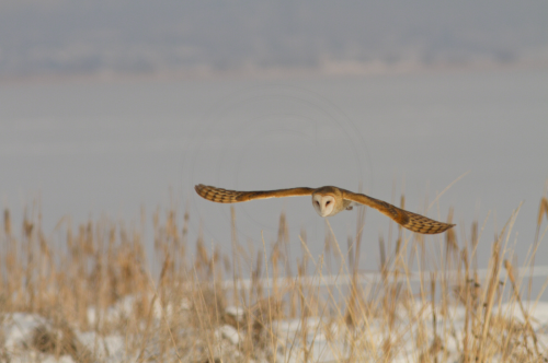 To Silence Wind Turbines and Airplanes, Engineers Are Studying Owl Wings