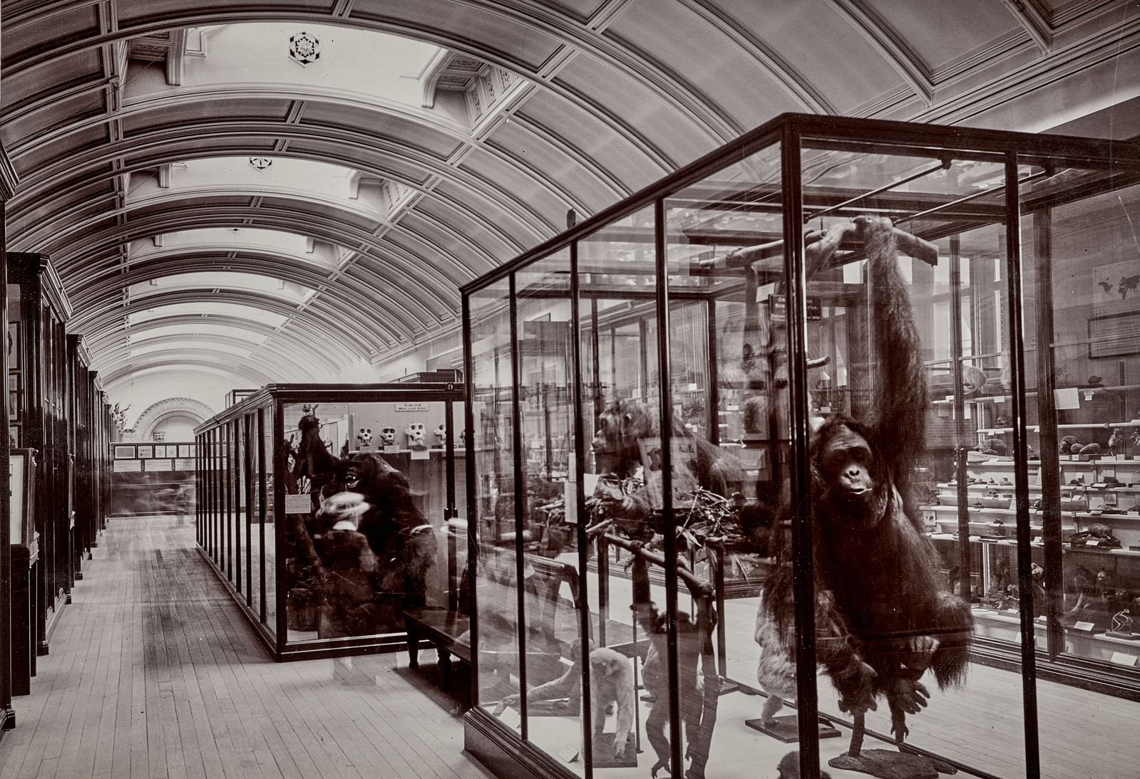 Closed to the Public Since WWII, a ‘Hidden’ Gallery at London’s Natural History Museum Opens Its Doors Once Again