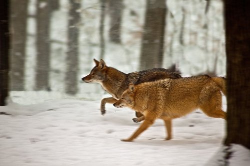 Five Shocking Animal Hybrids That Truly Exist in Nature, From Narlugas to Grolar Bears to Coywolves