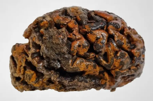 Archaeologists Keep Finding Preserved Human Brains. But How Do the Organs Remain Intact?