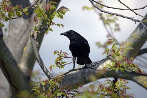 Scientists Suggest a New Layer to Crows’ Cognitive Complexity