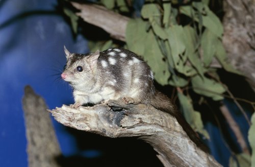 Too Much Sex and Too Little Sleep Can Kill These Endangered Marsupials