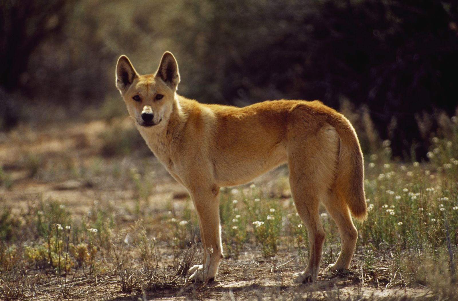 Ancient DNA unravels the mysteries of the dingo, Australia's wild dog
