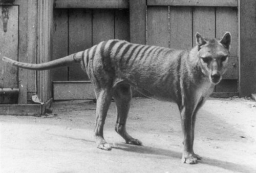 Scientists Collect First RNA From an Extinct Tasmanian Tiger