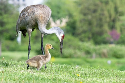 The sandhill cranes that have adopted a Canada gosling