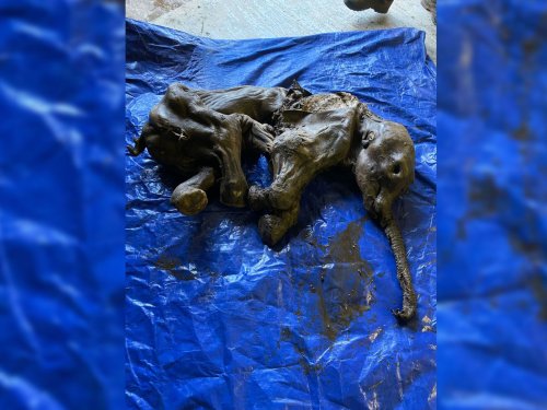 Well-Preserved, 30,000-Year-Old Baby Woolly Mammoth Emerges From Yukon Permafrost