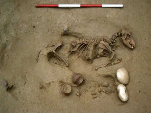 These Ancient Celts Were Buried With Their Animals