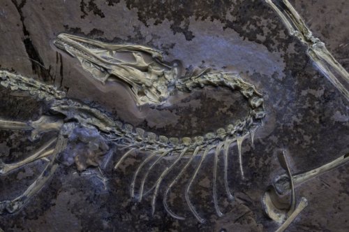 The Famous, Feathered Dinosaur Archaeopteryx Could Fly, Suggests New Study of a ‘Beautifully Preserved’ Fossil
