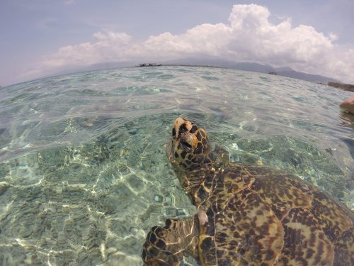 Tagged Turtles Are Helping Scientists Predict Cyclones