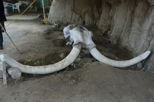 Two Traps Where Woolly Mammoths Were Driven to Their Deaths Found in Mexico