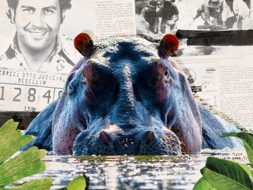 The wild story of what happened to Pablo Escobar's hungry, hungry hippos