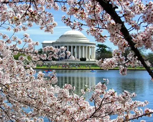 158 Cherry Blossom Trees Will Be Cut Down in D.C. in Effort to Withstand Sea-Level Rise