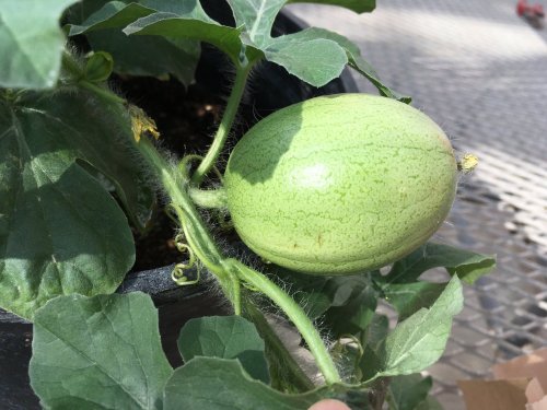 Researchers Uncover the Watermelon's Origins