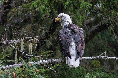Behold the Largest Congregation of Bald Eagles in the United States