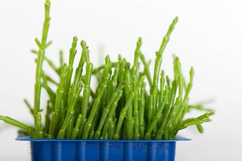 How One Farmer Is Introducing Americans to Sea Beans