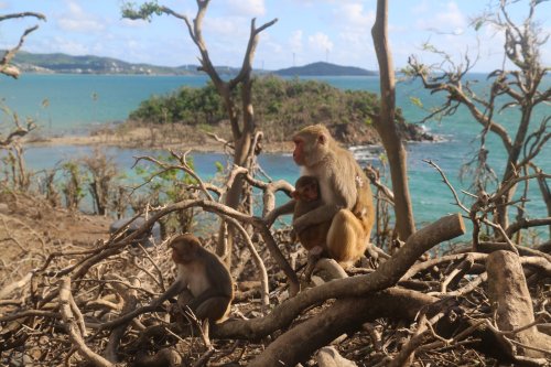 The Puerto Rican island where 1,500 monkeys rule