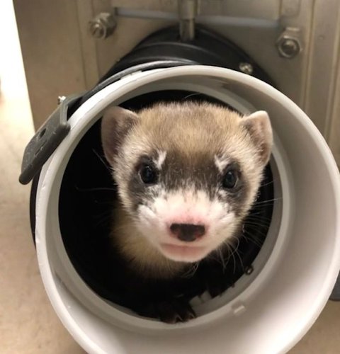 Elizabeth Ann Is the First Cloned Black-Footed Ferret