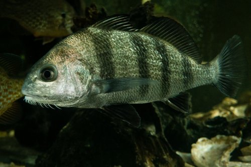Mysterious Bass Sounds Irking Florida Residents Might Just Be Fish Mating Loudly