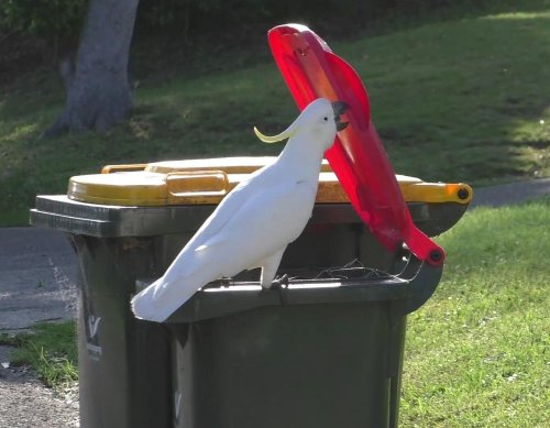 Why Australia's Trash Bin–Raiding Cockatoos Are the 'Punks of the Bird World'