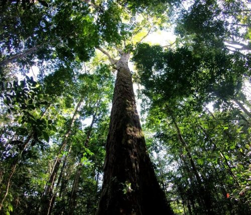 Researchers Discover the Tallest Known Tree in the Amazon