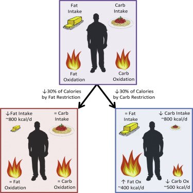 Calorie for Calorie, Dietary Fat Restriction Results in More Body Fat Loss than Carbohydrate Restriction in People with Obesity