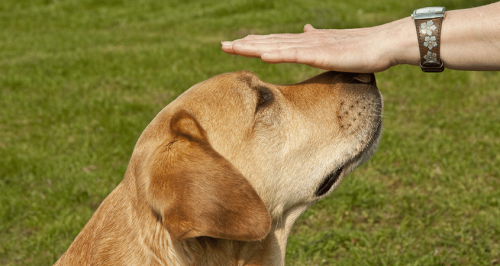 Best Behaved Dog Breeds - Did You Dog Make the List?