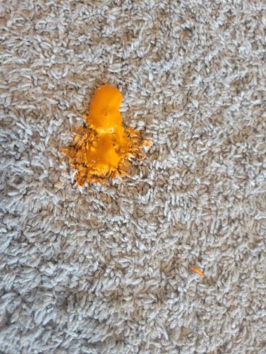 Remove Paint From Carpet: A Tale Of Twins, Art, And A Little Household Magic